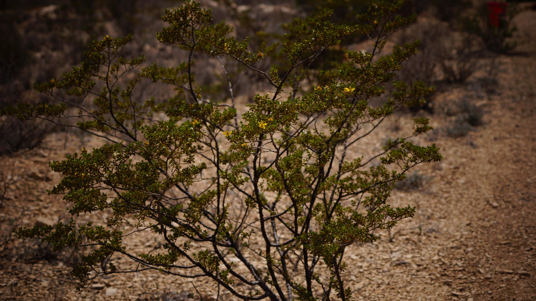 Creosote Bush for homemade Creosote Salve Recipe