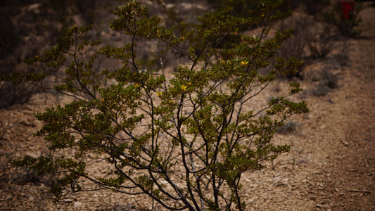 Creosote Bush for homemade Creosote Salve Recipe 